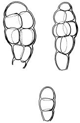 Leptodontium interruptum, brood body. Drawn from J.E. Beever 40-40, CHR 612361.
 Image: R.D. Seppelt © R.D.Seppelt All rights reserved